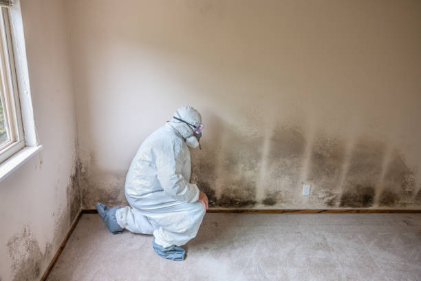 Professional Mold Remediation in Proctor, VT